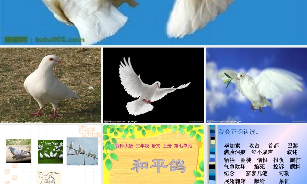 三年级语文上册 第七单元 和平鸽课件1 西师大版-西师大版小学三年级上册语文课件