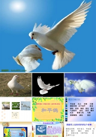 三年级语文上册 第七单元 和平鸽课件1 西师大版-西师大版小学三年级上册语文课件