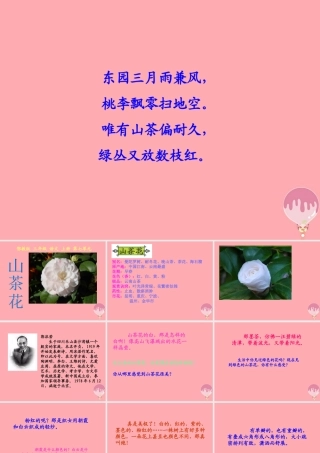 三年级语文上册 第七单元 山茶花课件1 鄂教版-鄂教版小学三年级上册语文课件