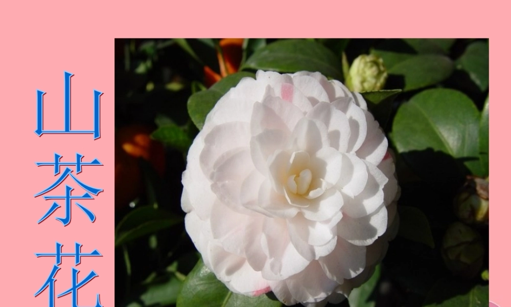 三年级语文上册 第七单元 山茶花课件2 鄂教版-鄂教版小学三年级上册语文课件