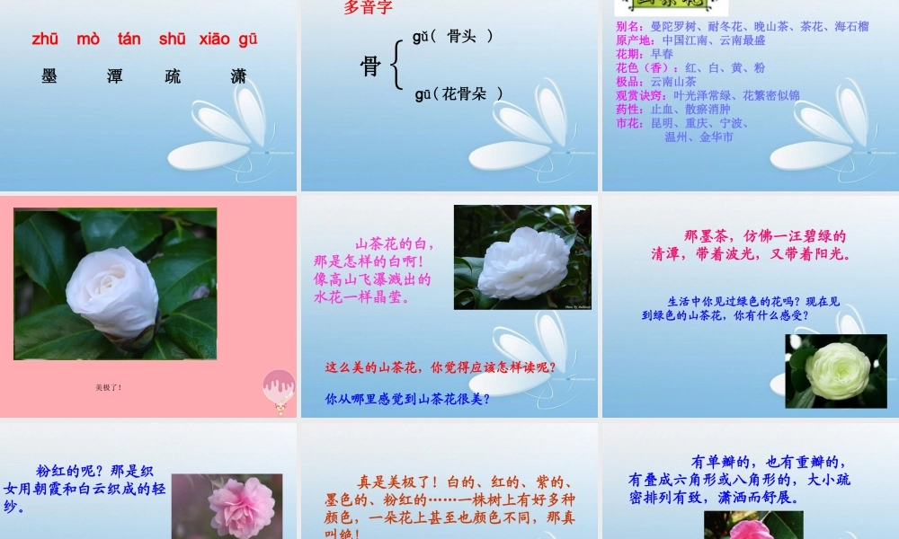 三年级语文上册 第七单元 山茶花课件2 鄂教版-鄂教版小学三年级上册语文课件