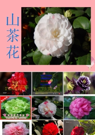 三年级语文上册 第七单元 山茶花课件2 鄂教版-鄂教版小学三年级上册语文课件