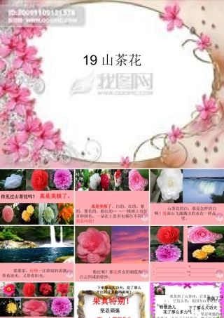 三年级语文上册 第七单元 山茶花课件3 鄂教版-鄂教版小学三年级上册语文课件