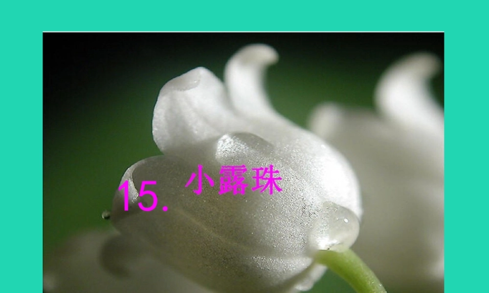 三年级语文上册 第5单元 15小露珠（第2课时）课件 苏教版-苏教版小学三年级上册语文课件