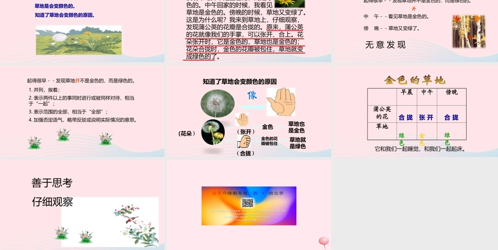 三年级语文上册 第一单元 2《金色的草地》精品课件 鲁教版-鲁教版小学三年级上册语文课件