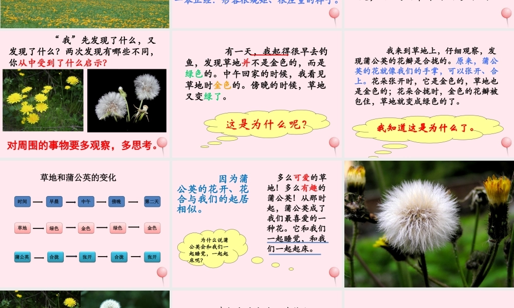 三年级语文上册 第一单元 2《金色的草地》优培课件 鲁教版-鲁教版小学三年级上册语文课件