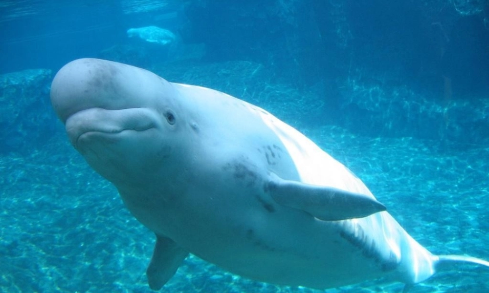 三年级语文上册 2《声音》喜爱音乐的白鲸课件2 北师大版-北师大版小学三年级上册语文课件