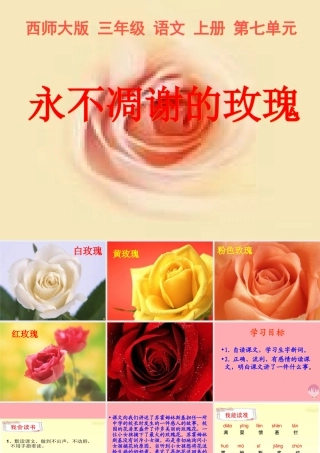 三年级语文上册 第七单元 永不凋谢的玫瑰课件1 西师大版-西师大版小学三年级上册语文课件