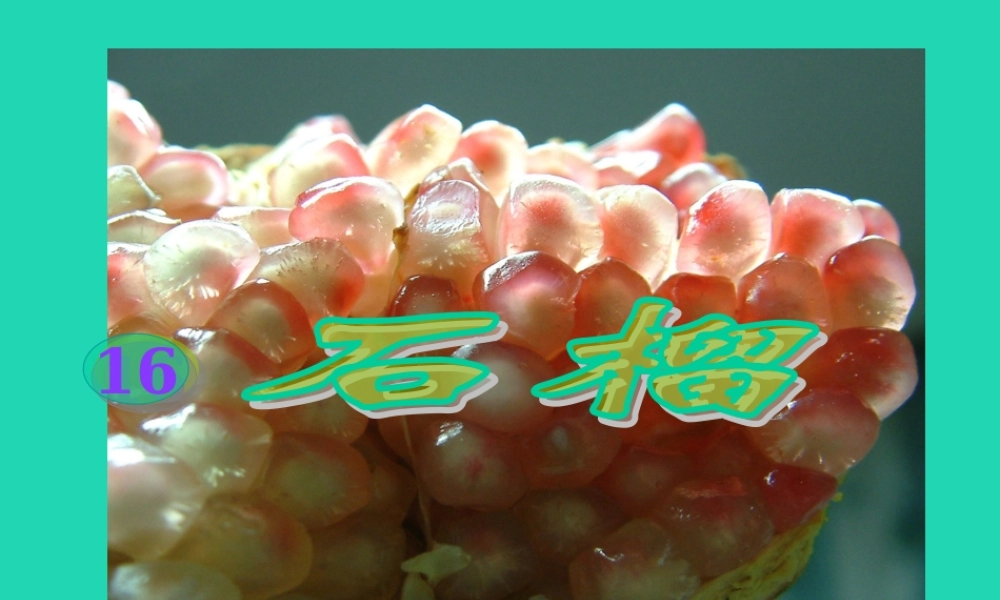 三年级语文上册 第5单元 16石榴（第1课时）课件 苏教版-苏教版小学三年级上册语文课件