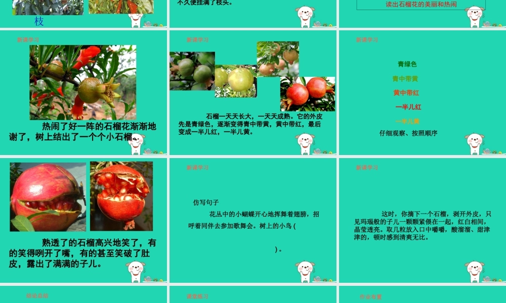 三年级语文上册 第5单元 16石榴（第2课时）课件 苏教版-苏教版小学三年级上册语文课件