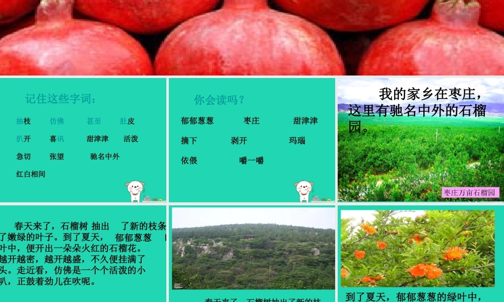 三年级语文上册 第5单元 16石榴课件 苏教版-苏教版小学三年级上册语文课件