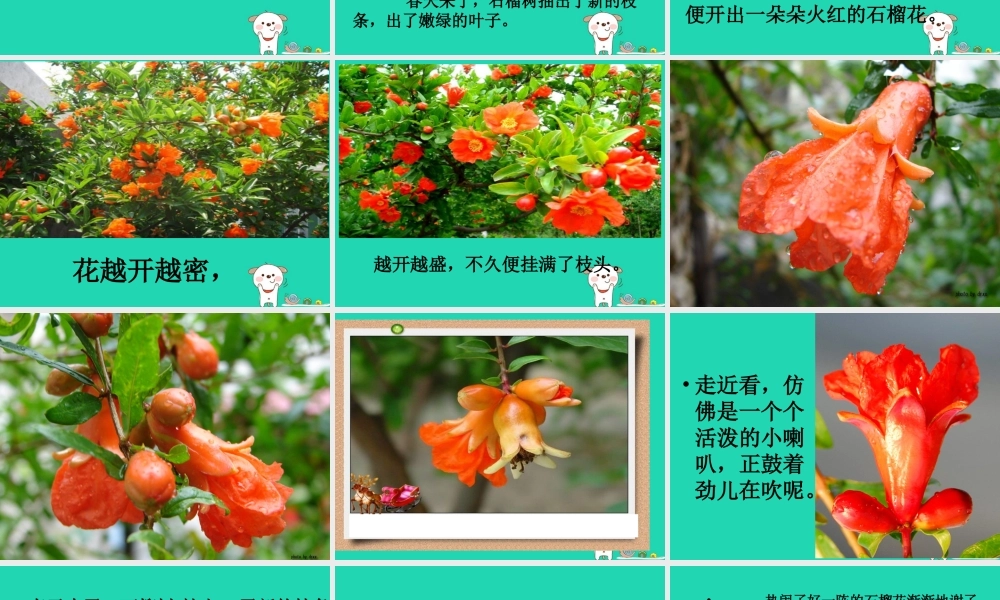 三年级语文上册 第5单元 16石榴课件 苏教版-苏教版小学三年级上册语文课件