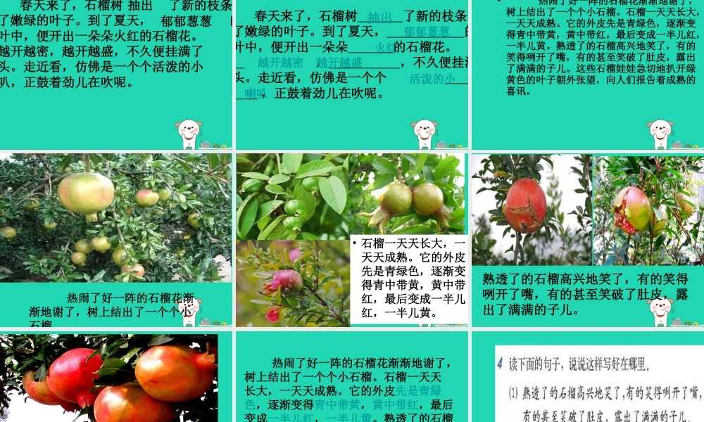 三年级语文上册 第5单元 16石榴课件 苏教版-苏教版小学三年级上册语文课件