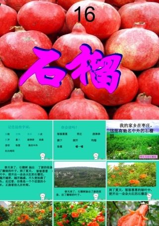 三年级语文上册 第5单元 16石榴课件 苏教版-苏教版小学三年级上册语文课件