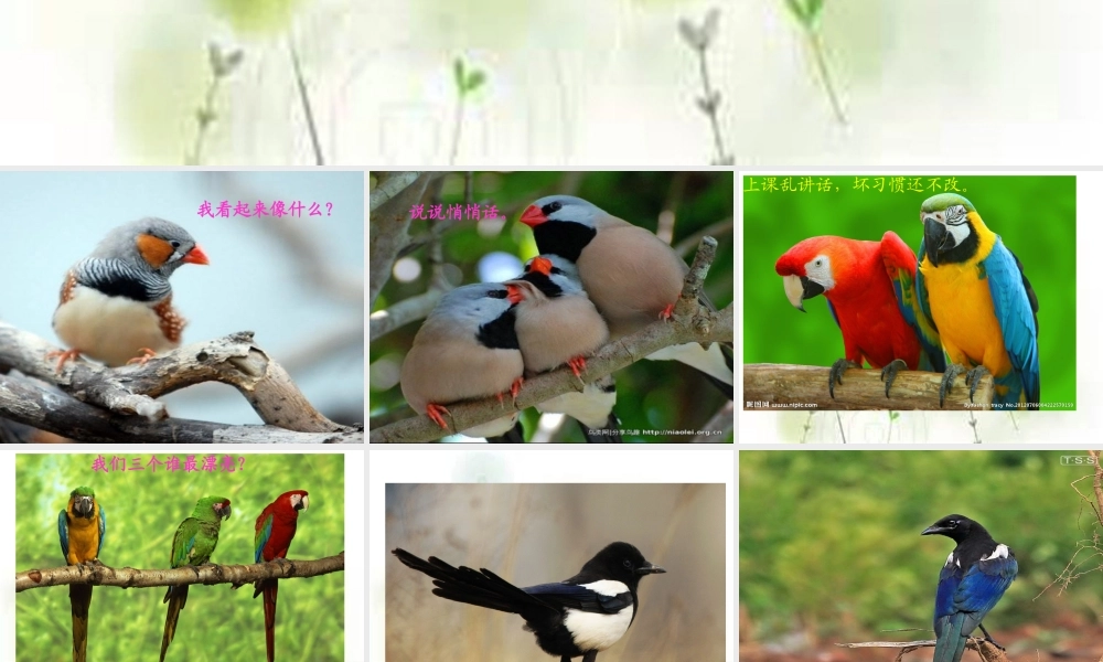 三年级语文上册 第5课 山雀课件 语文S版