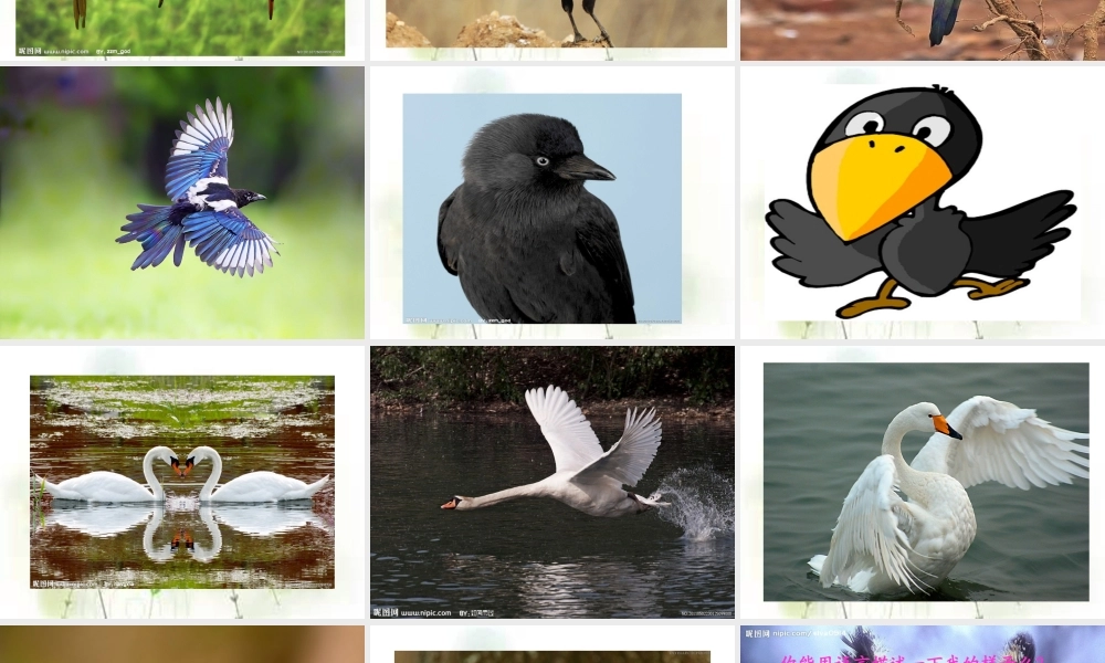 三年级语文上册 第5课 山雀课件 语文S版