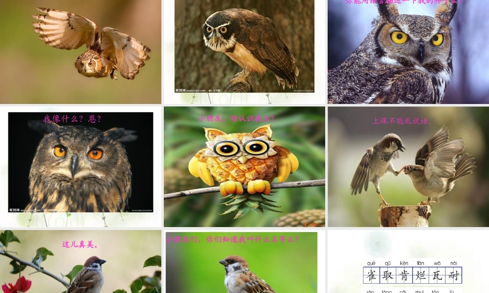 三年级语文上册 第5课 山雀课件 语文S版