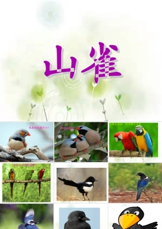 三年级语文上册 第5课 山雀课件 语文S版