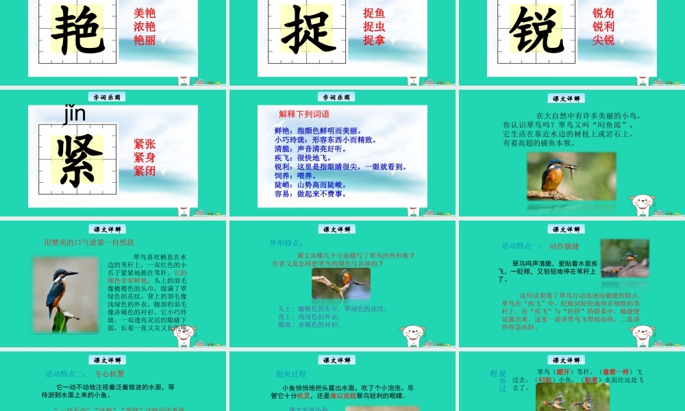 三年级语文上册 3《人类的朋友》翠鸟教学课件 长春版