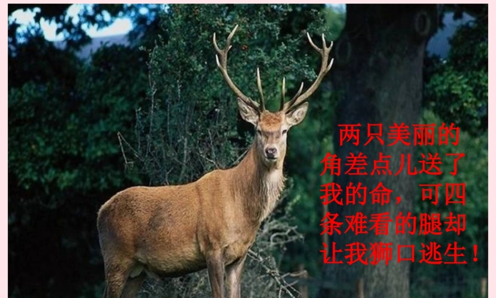 三年级语文上册 第七组 28《狮子和鹿》课堂教学课件2 新人教版-新人教版小学三年级上册语文课件