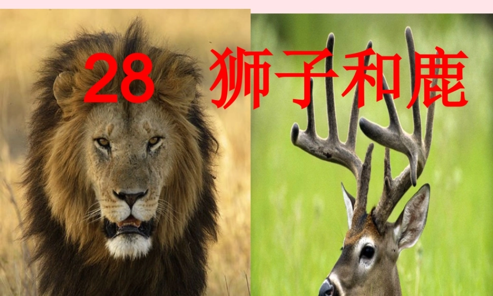 三年级语文上册 第七组 28《狮子和鹿》课堂教学课件3 新人教版-新人教版小学三年级上册语文课件