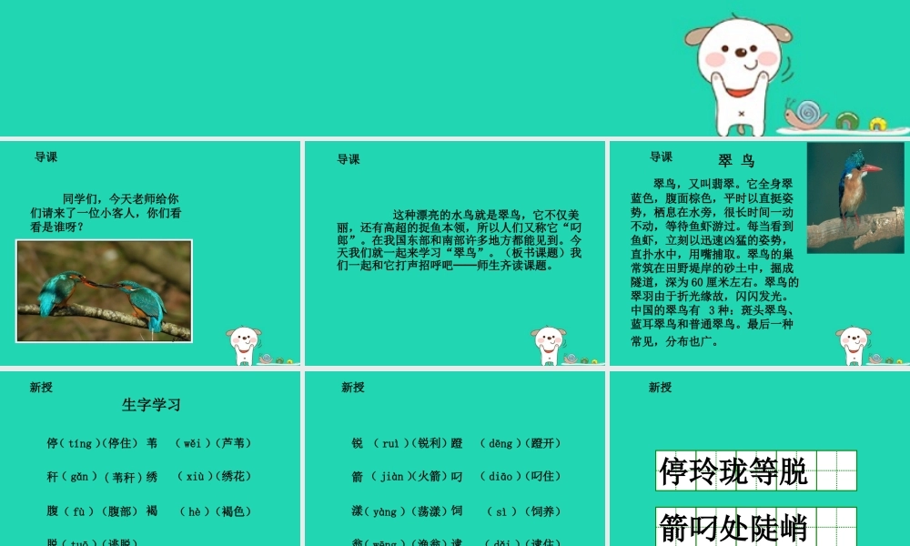 三年级语文上册 5《鸟儿》翠鸟（第1课时）课件 北师大版-北师大版小学三年级上册语文课件