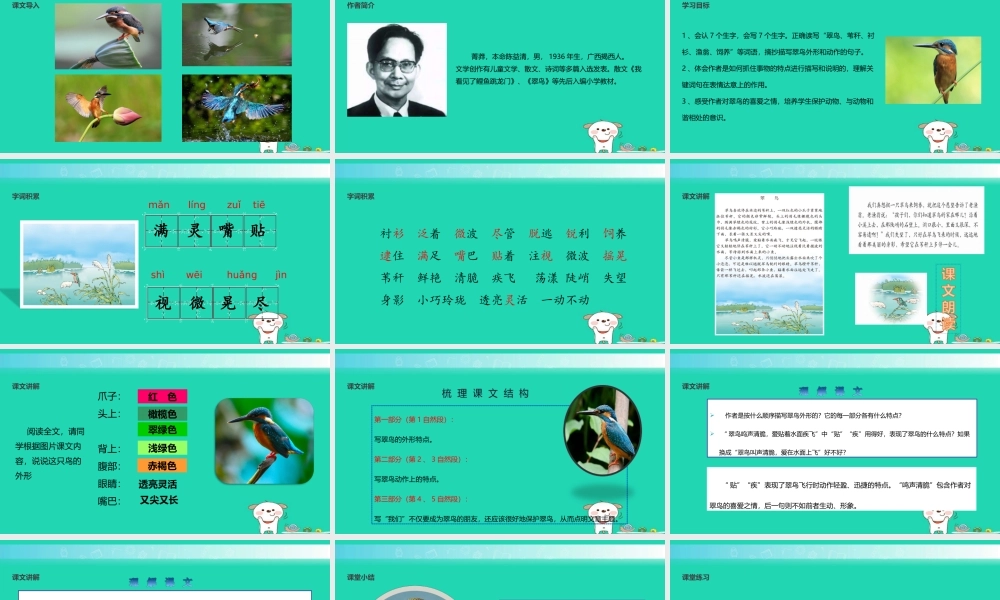 三年级语文上册 5《鸟儿》翠鸟教学课件 北师大版-北师大版小学三年级上册语文课件