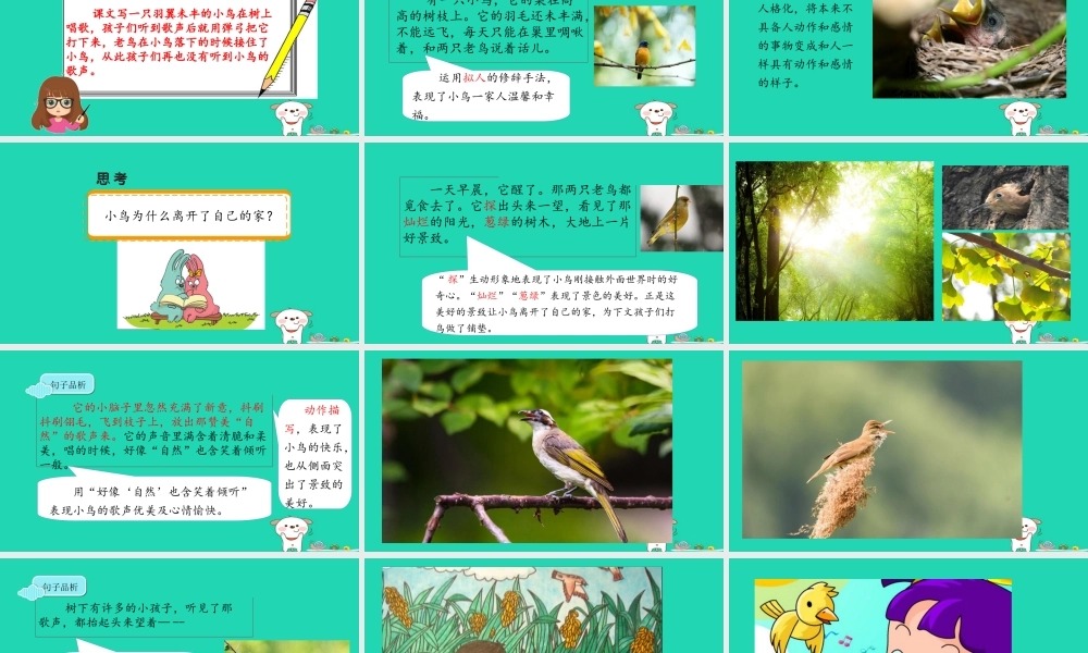 三年级语文上册 5《鸟儿》一只小鸟课件 北师大版-北师大版小学三年级上册语文课件