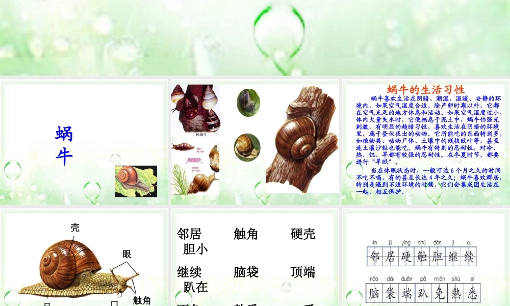 三年级语文上册 第6课 蜗牛课件 语文S版