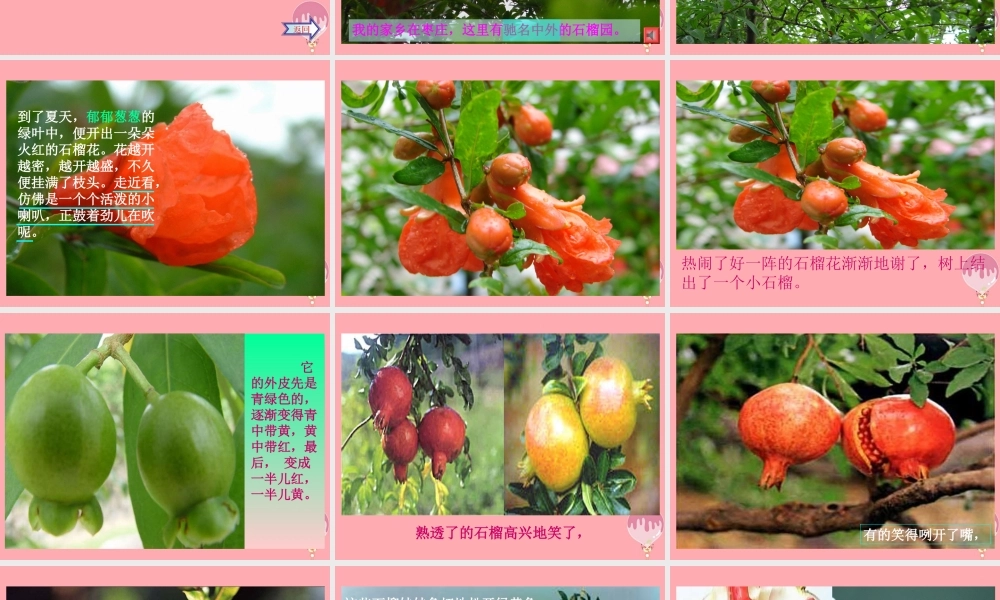 三年级语文上册 第16课 石榴课件 苏教版-苏教版小学三年级上册语文课件