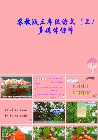 三年级语文上册 第16课 石榴课件 苏教版-苏教版小学三年级上册语文课件