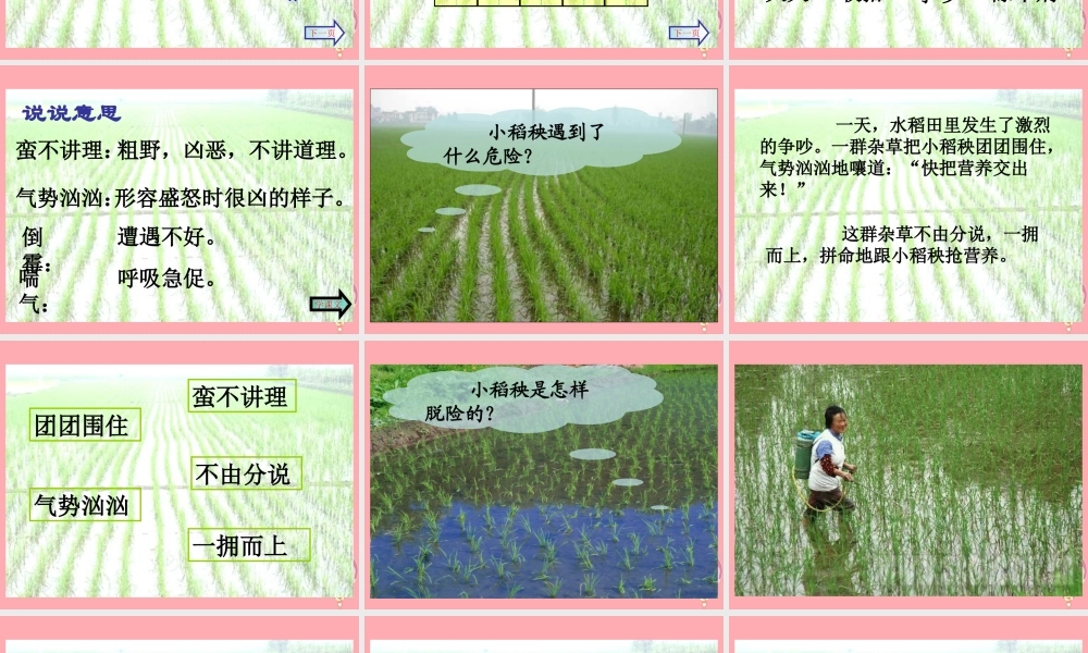 三年级语文上册 第18课 小稻秧脱险记课件 苏教版-苏教版小学三年级上册语文课件