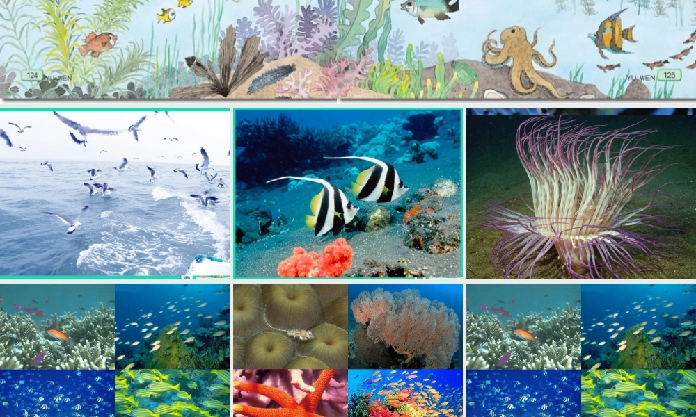 三年级语文上册 8《海底世界》课件 北师大版