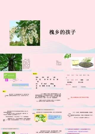 三年级语文上册 第一组 4《槐乡的孩子》课堂教学课件1 新人教版-新人教版小学三年级上册语文课件