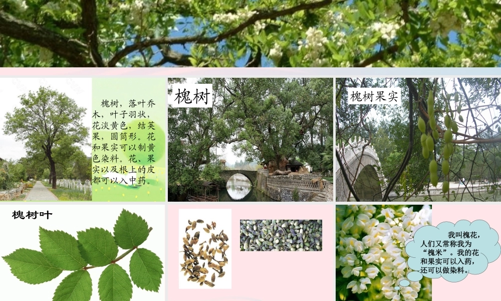 三年级语文上册 第一组 4《槐乡的孩子》课堂教学课件2 新人教版-新人教版小学三年级上册语文课件