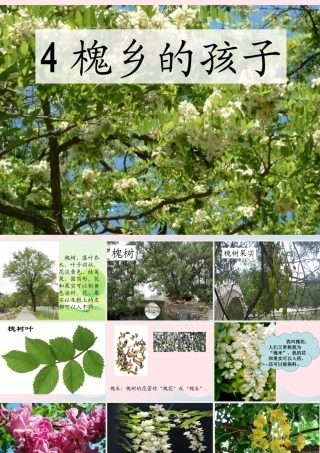 三年级语文上册 第一组 4《槐乡的孩子》课堂教学课件2 新人教版-新人教版小学三年级上册语文课件