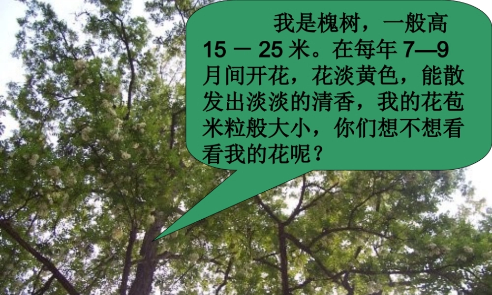 三年级语文上册 第一组 4《槐乡的孩子》课堂教学课件4 新人教版-新人教版小学三年级上册语文课件