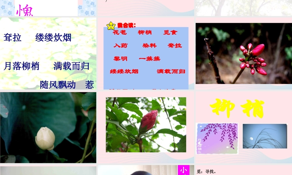 三年级语文上册 第一组 4《槐乡的孩子》课堂教学课件4 新人教版-新人教版小学三年级上册语文课件