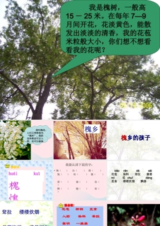 三年级语文上册 第一组 4《槐乡的孩子》课堂教学课件4 新人教版-新人教版小学三年级上册语文课件