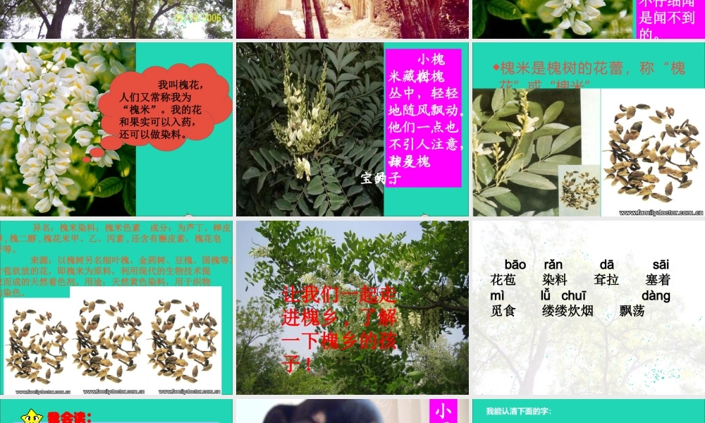 三年级语文上册 第一组 4槐乡的孩子课件 新人教版-新人教版小学三年级上册语文课件