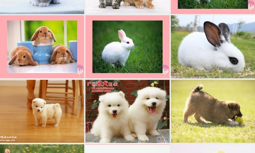 三年级语文上册 写一种小动物课件1 长春版-长春版小学三年级上册语文课件