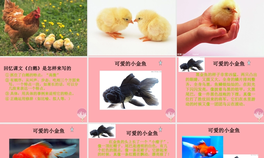 三年级语文上册 写一种小动物课件1 长春版-长春版小学三年级上册语文课件