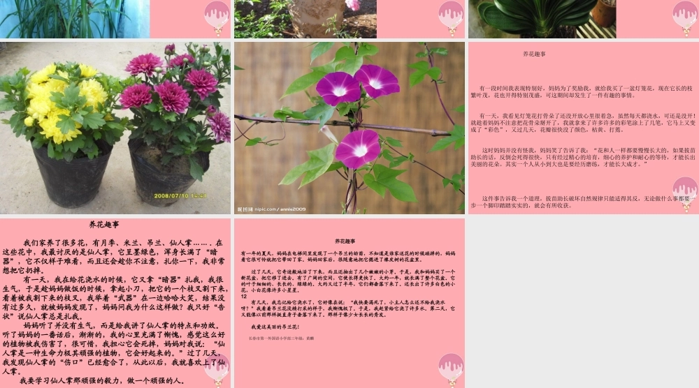 三年级语文上册 养花趣事课件1 长春版-长春版小学三年级上册语文课件