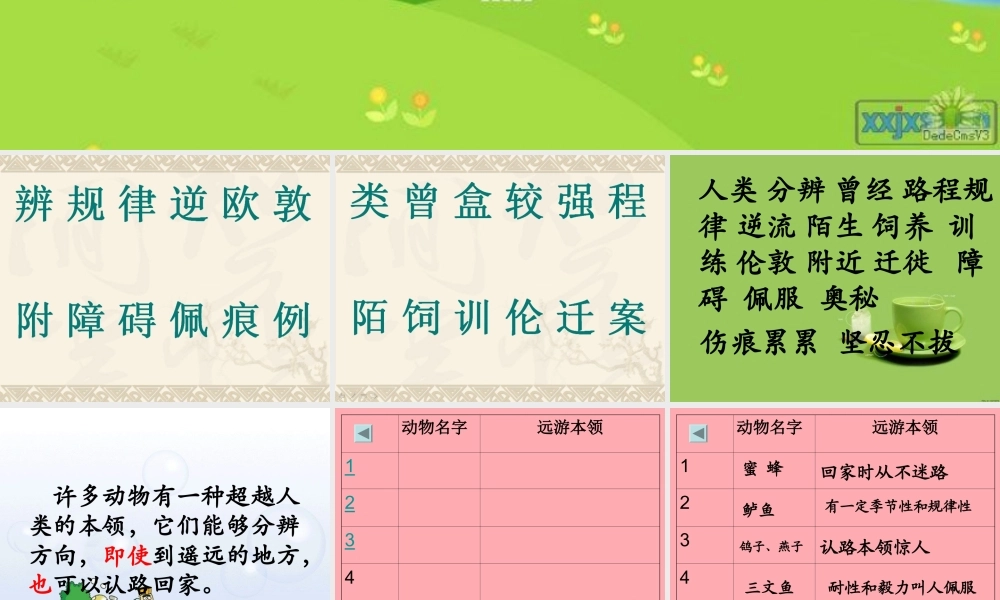 三年级语文上册 第六单元 动物的远游课件1 鄂教版-鄂教版小学三年级上册语文课件