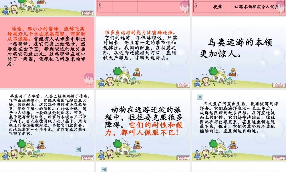 三年级语文上册 第六单元 动物的远游课件1 鄂教版-鄂教版小学三年级上册语文课件