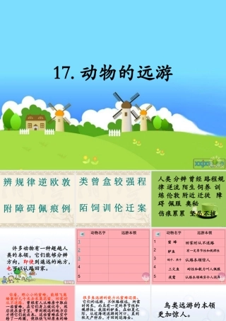 三年级语文上册 第六单元 动物的远游课件1 鄂教版-鄂教版小学三年级上册语文课件