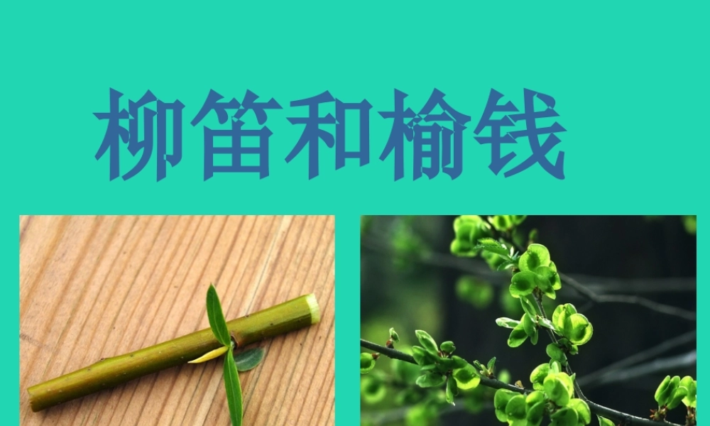 三年级语文上册 第三单元 11 柳笛和榆钱课件 冀教版