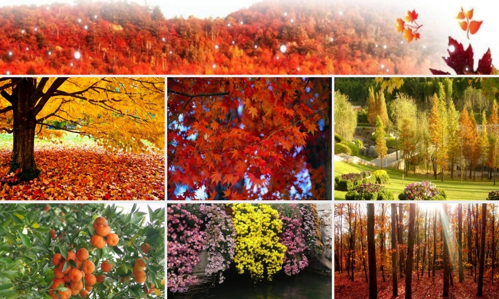 三年级语文上册 第三单元 11《秋天的雨》课件2 鲁教版-鲁教版小学三年级上册语文课件