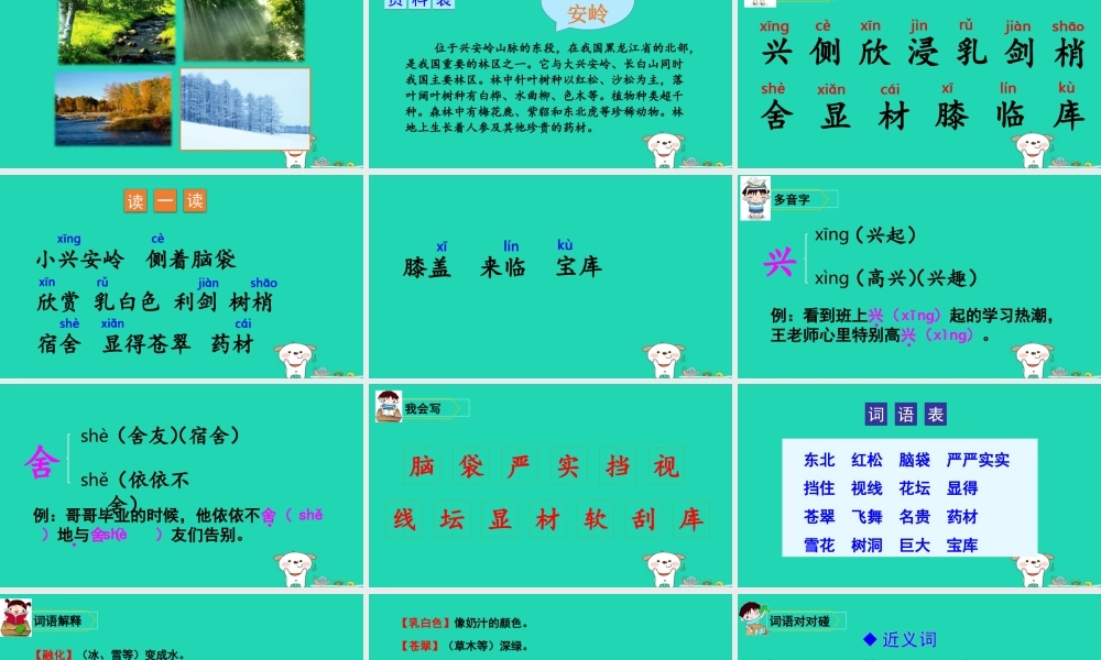 三年级语文上册 第六单元 丽的小兴安岭课件2 新人教版-新人教级上册语文课件