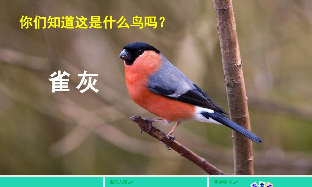 三年级语文上册 第八单元 26 灰雀课件3 新人教版-新人教版小学三年级上册语文课件